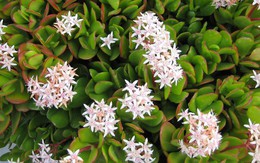 Loại cây “hút” tiền tài, may mắn, chứa cả dược liệu quý: Đặc biệt nên trồng trong nhà dịp năm mới