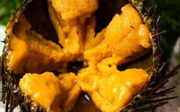 Sinh vật duy nhất trên Trái đất "nhìn bằng chân": Hóa ra là "nhân sâm của biển"