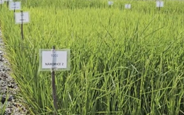 Phát minh chưa từng có của Ấn Độ làm rung chuyển ngành lương thực: Tạo ra giống lúa chỉnh sửa gen tăng 30% năng suất, sản lượng tăng thêm 4,5 triệu tấn lúa