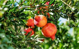 3 loại cây nên trồng trước cửa nhà dịp năm mới: “Hút” vận may, dùng làm thuốc