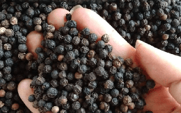 Xuất khẩu hồ tiêu đạt cao nhất từ trước đến nay