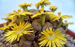 5 cây cảnh hiếm khi ra hoa, gia chủ cả đời có khi chỉ được chứng kiến 1 lần, là điềm báo đại cát, đại lợi