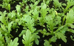 Lời khuyên dành cho tất cả gia đình đang trồng rau cải cúc để ăn
