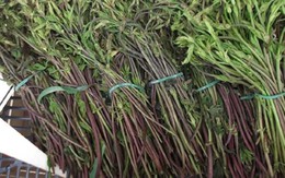 Loại rau dại xưa không ai ngó, nay thành đặc sản đắt đỏ bậc nhất thế giới, 39 triệu đồng/kg
