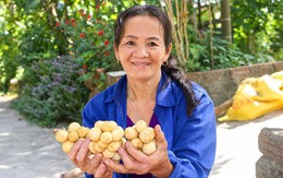 Đặc sản tiến vua vào mùa thu hoạch, nông dân xứ Tiên bỏ túi bạc triệu