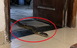 Thấy rắn vào nhà lúc nửa đêm làm gì đầu tiên?