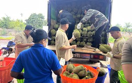 Sầu riêng gần 100.000 đồng/kg, vì sao nhiều nhà vườn vẫn khó hưởng lợi?