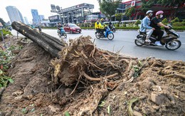 Hà Nội yêu cầu hạn chế chặt hạ cây xanh khi mở đường, xén dải phân cách
