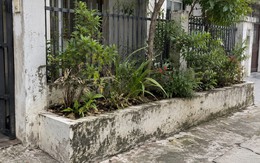 Tại sao ngày càng nhiều gia đình không còn xây bồn hoa trước nhà? 2 cách làm mới linh hoạt hơn đang dần thành xu hướng