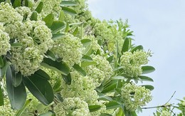 Hoa sữa gây dị ứng, khó thở: Nhóm người nào cần tránh xa?