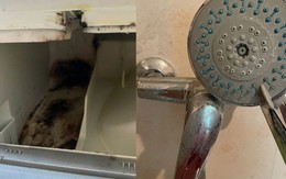 6 thứ âm thầm tích bẩn suốt 365 ngày, khuyên bạn: Lười mấy cũng phải vệ sinh ngay