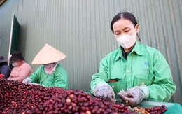 Cà phê Việt bán nhiều, thu ít, chờ sức bật từ vụ mới