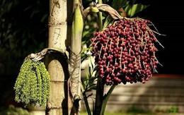 Vì sao gọi là cây 'đủng đỉnh'?