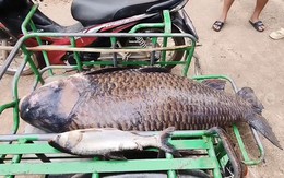 Người dân bắt được con cá chép khổng lồ nặng 100kg trên sông
