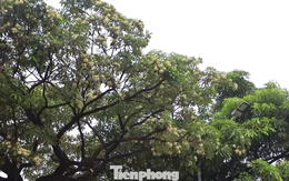 Hà Nội yêu cầu cắt tỉa ngay hoa sữa vì mùi quá nồng