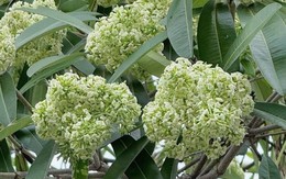 Đau đầu, buồn nôn vì mùi hoa sữa: Có phải ngộ độc?