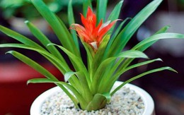 5 loại cây dễ thu hút muỗi nếu trồng trong nhà