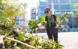 Hà Nội bắt đầu cắt tỉa hoa sữa, nhiều người tiếc nuối nhặt hoa mang về