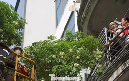 Hà Nội sẽ thay thế hoa sữa phố Nguyễn Du bằng cây sao đen