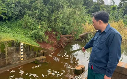 Điều tra cá chết trắng hồ gần cụm công nghiệp có 4 công ty đấu nối xả thải trái phép