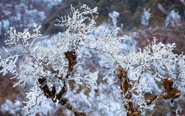 Phát hiện đỉnh núi cao hơn 1.500m ở Việt Nam, từng lạnh dưới 0°C, cây cối phủ trắng băng giá như trời Âu