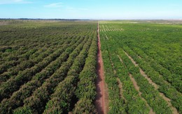 Việt Nam có một tỷ phú sang Lào, Campuchia trồng 5.400 ha xoài: xuất khẩu đi Trung Quốc, sản lượng dự kiến 100.000 tấn/năm