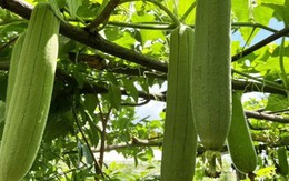 Bộ phận của quả mướp nhiều người vứt bỏ không ngờ có công dụng bất ngờ