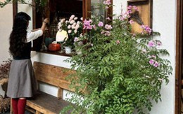 5 loại cây nhìn đẹp nhưng không nên tùy tiện đặt trong nhà: Sai vị trí, cây khó sống mà người cũng thêm phiền