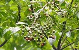 Việt Nam có loại cây quả chín mọng, nhiều người ăn từ bé nhưng Hà Nội lại cấm trồng