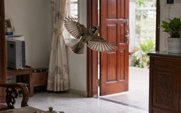 4 vật đột ngột vào nhà báo hiệu điềm xui, gia chủ cần lưu ý