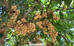 Bội thu đặc sản bòn bon 'tiến vua'