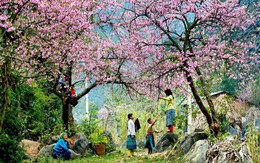Phát hiện bản làng ở độ cao 1.300m tại Việt Nam, mùa xuân cả sườn núi nhuộm hồng như một tấm lụa khổng lồ