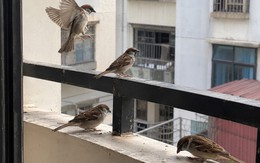 5 loài chim đột ngột ghé nhà báo hiệu phong thủy rất tốt