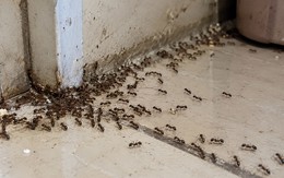 5 vật đột ngột vào nhà báo hiệu trời sắp thay đổi, người có kinh nghiệm nhìn là biết