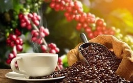 Giá cà phê xuống dưới mốc 90.000 đồng/kg