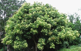 Vì sao Hà Nội cấm trồng loại cây có quả quen thuộc, nhiều nhà từng dùng thay xà phòng, chất tẩy rửa đồ, quần áo?