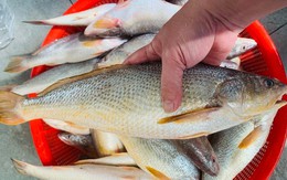 Chủ cửa hàng hải sản 20 năm tiết lộ: 5 loại cá hoang dã giàu dinh dưỡng, không thể nuôi được, thấy phải mua ngay!