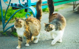 Quốc gia nào có số mèo vượt quá số dân?
