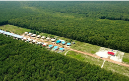 Việt Nam có một đại gia sang Campuchia xây ‘thủ phủ’ cao su: Diện tích trồng hơn 90.000 ha, thu về hàng nghìn tỷ đồng mỗi năm