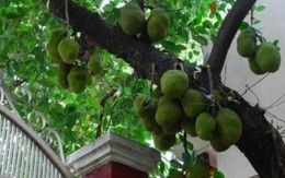 Vì sao nhiều gia đình trồng mít trong sân? Hóa ra không chỉ để lấy quả