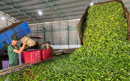 Sau sầu riêng, một 'siêu thực phẩm' của Việt Nam đang thu nghìn tỷ nhờ Trung Quốc: thuế xuất khẩu 0%, lợi nhuận cao gấp 8 lần trồng cao su