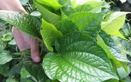 Nhà nào đang trồng lá lốt nên biết 4 điều quan trọng