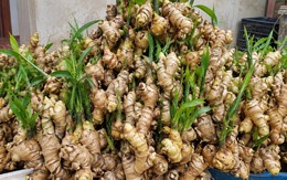 Tin vui cho những người đang trồng gừng