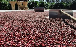 Cà phê, ca cao đồng loạt tăng giá
