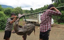 "Thủy quái" mệnh danh "sát thủ săn mồi" dưới lòng Sông Đà: Thuộc hàng Ngũ quý hà thủy