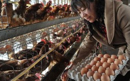 Cả nhà ngộ độc sau khi ăn trứng bác, nguyên nhân khiến nhiều người giật mình