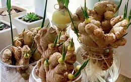 Lời khuyên cho các gia đình trồng gừng để ăn