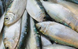 Không phải cá hồi: Mỹ đánh giá đây là loài cá "tốt nhất thế giới", chợ Việt bán nhiều, còn xuất khẩu đi Nhật, Úc