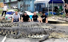 Bắt được "quái thú" dài 5,5 m ở nước láng giềng Việt Nam: Phải đặt bẫy suốt 3 ngày mới hạ được