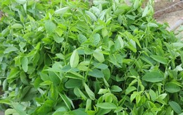 Tin vui cho những người đang trồng rau ngót